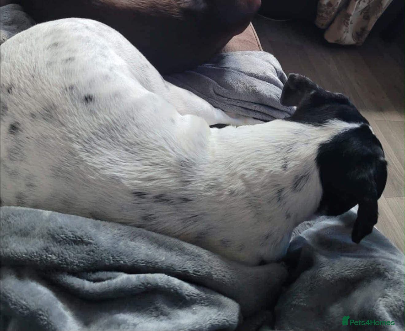 Mixed Breed dogs Archie - Advert 2