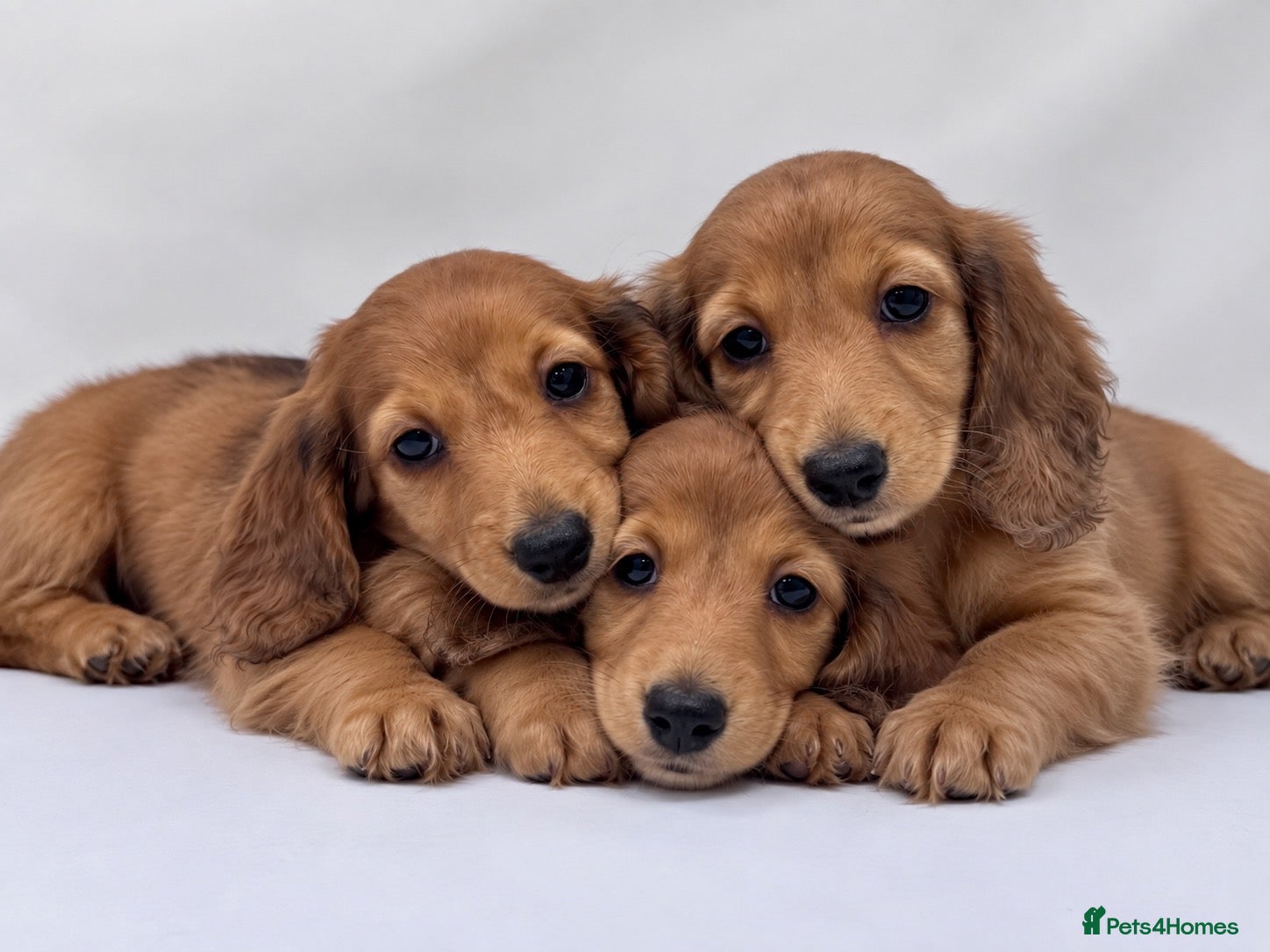 Miniature Dachshund dogs Beautiful long hairs mini dachunds  - Advert 18