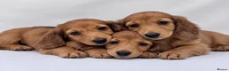 Miniature Dachshund dogs for sale: Beautiful long hairs mini dachunds  - Advert 3