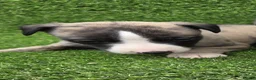 Whippet dogs for sale: Beautiful KC Registered Whippet Pups. - Advert 7