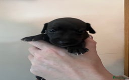 Italian Greyhound dogs for sale: Cutest ** KC Italian Greyhound’s  - Image 12