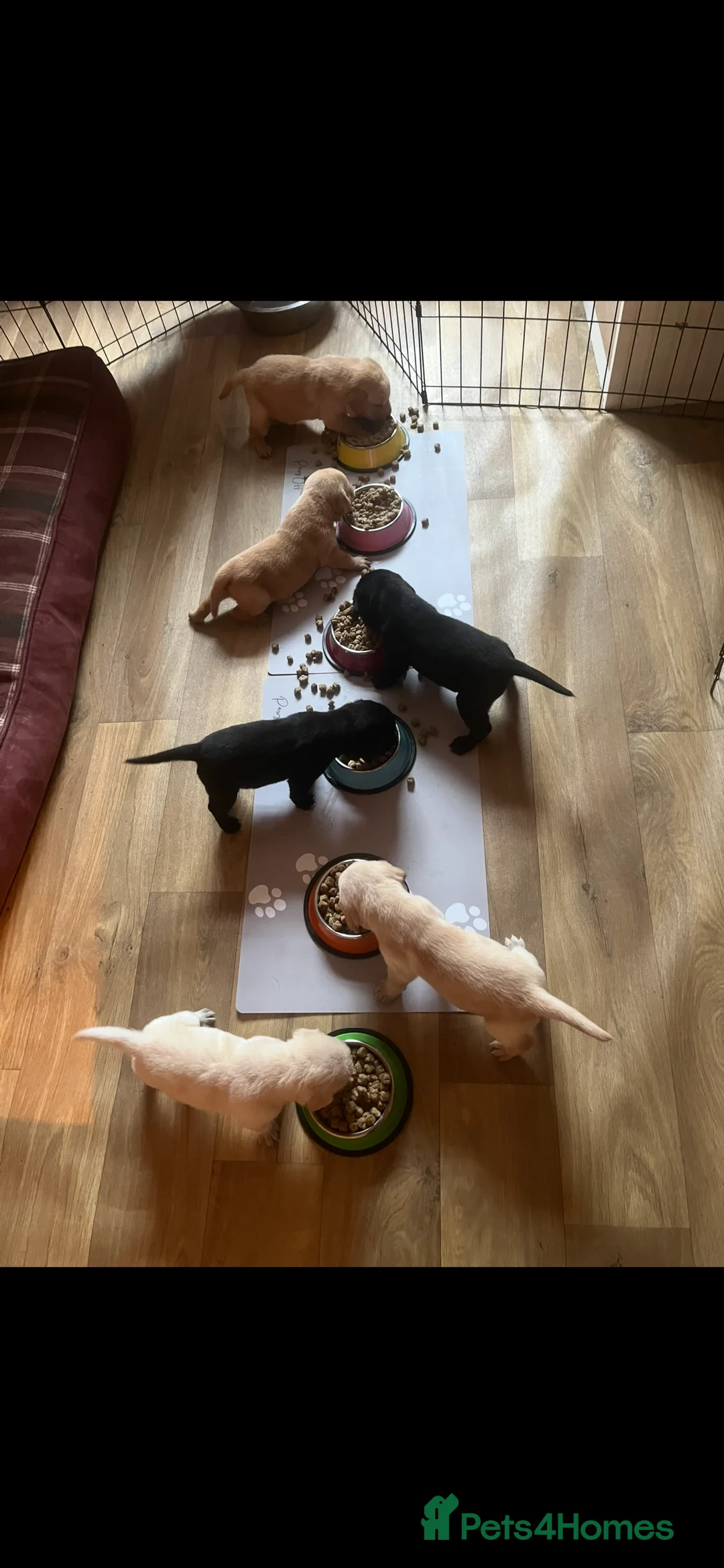 Labrador Retriever dogs for sale: Non KC registered Labrador Puppy - Advert 3