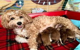 Maltipoo dogs for sale: Beautiful F1B Toy Size Maltipoo Puppies - Image 25
