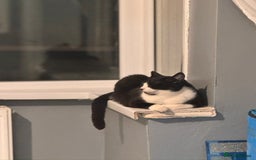 British Shorthair cats for sale: Cat for sale  - Image 1