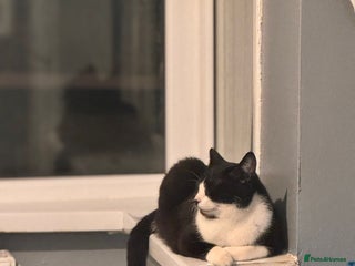 Domestic Shorthair cats - Advert 11