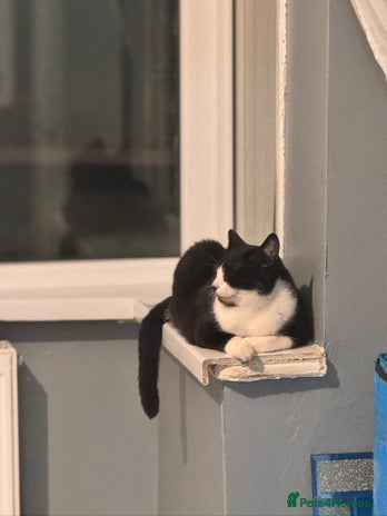 Domestic Shorthair cats - Advert 11