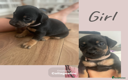 Mixed Breed dogs for sale: Beautiful French wieners  - Image 7