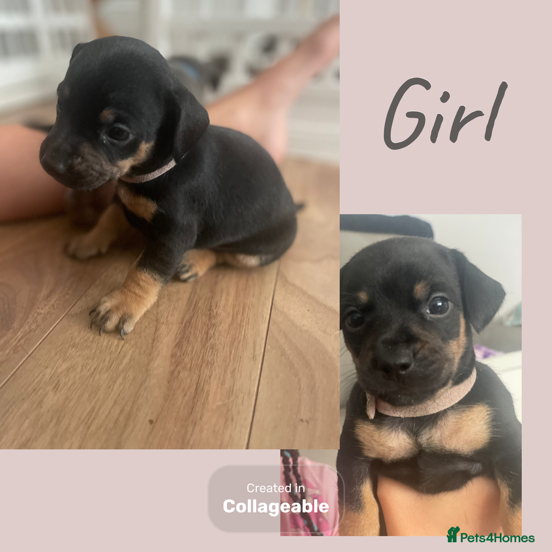Mixed Breed dogs for sale: Beautiful French wieners  - Image 7