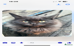 Maine Coon cats for sale: Beautiful rare white Maine coon kitten female  - Image 6