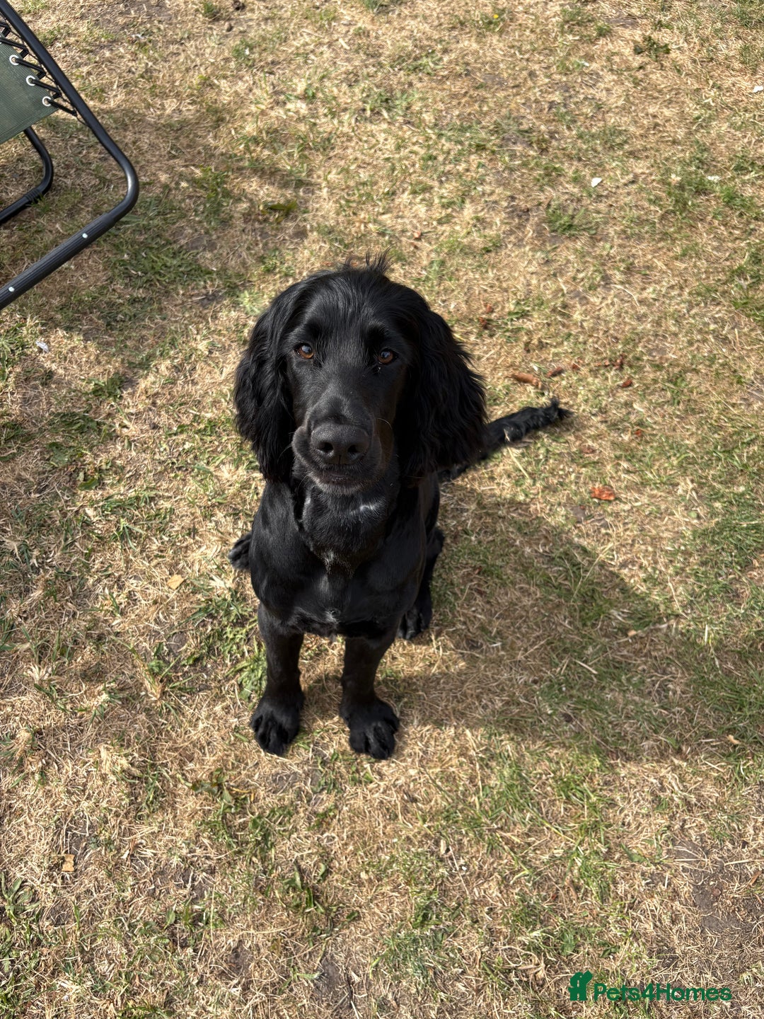 Cocker Spaniel dogs for sale: Lovely 10 month old cocker spaniel  - Image 6