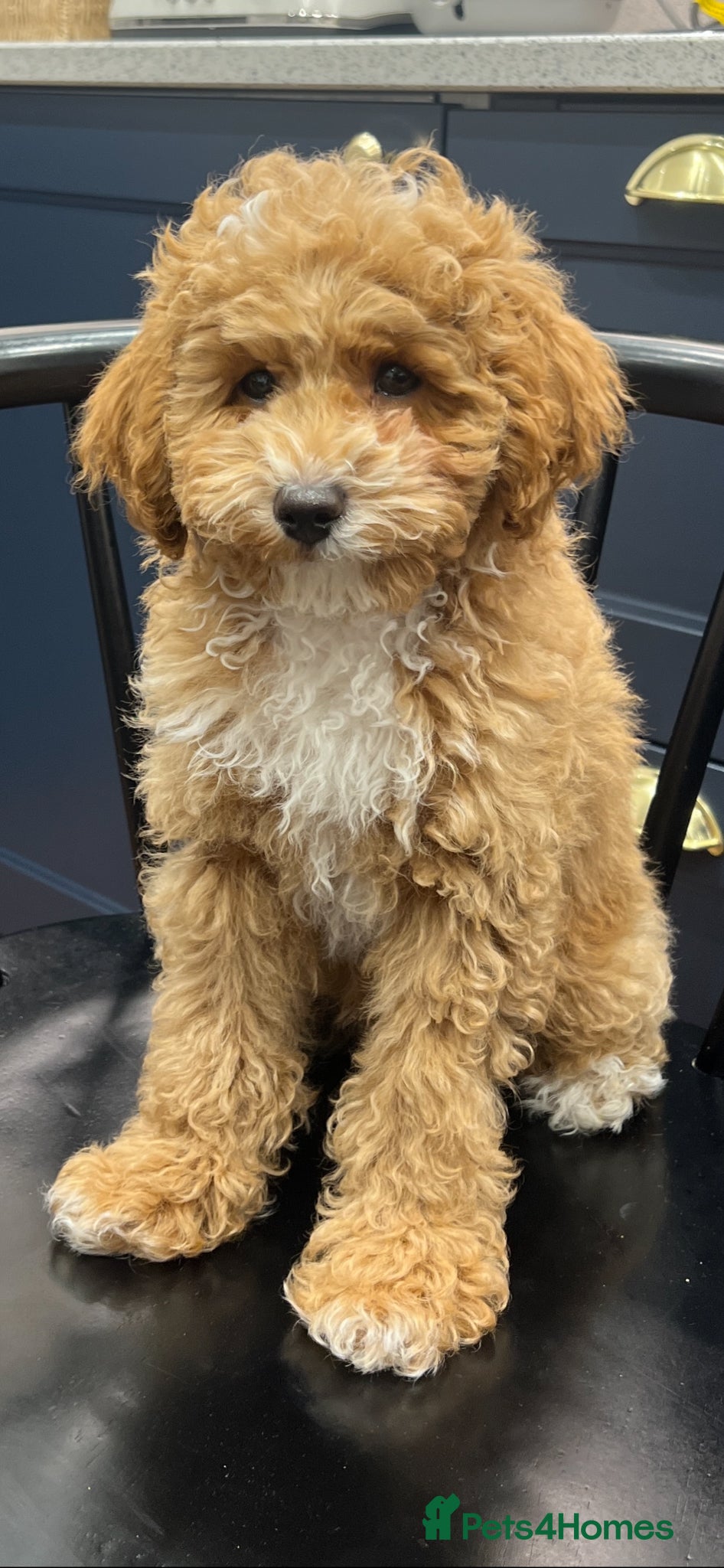 Maltipoo dogs Adorable maltipoo boy  - Advert 1