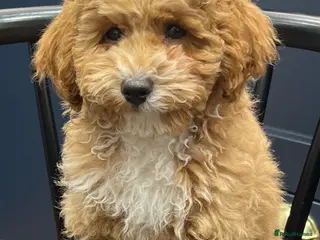 Maltipoo dogs Adorable maltipoo boy - Advert 3