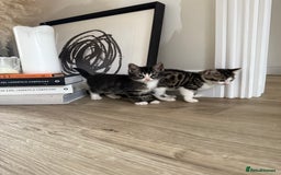 Bengal cats for sale: Bengal x Kittens - Image 4