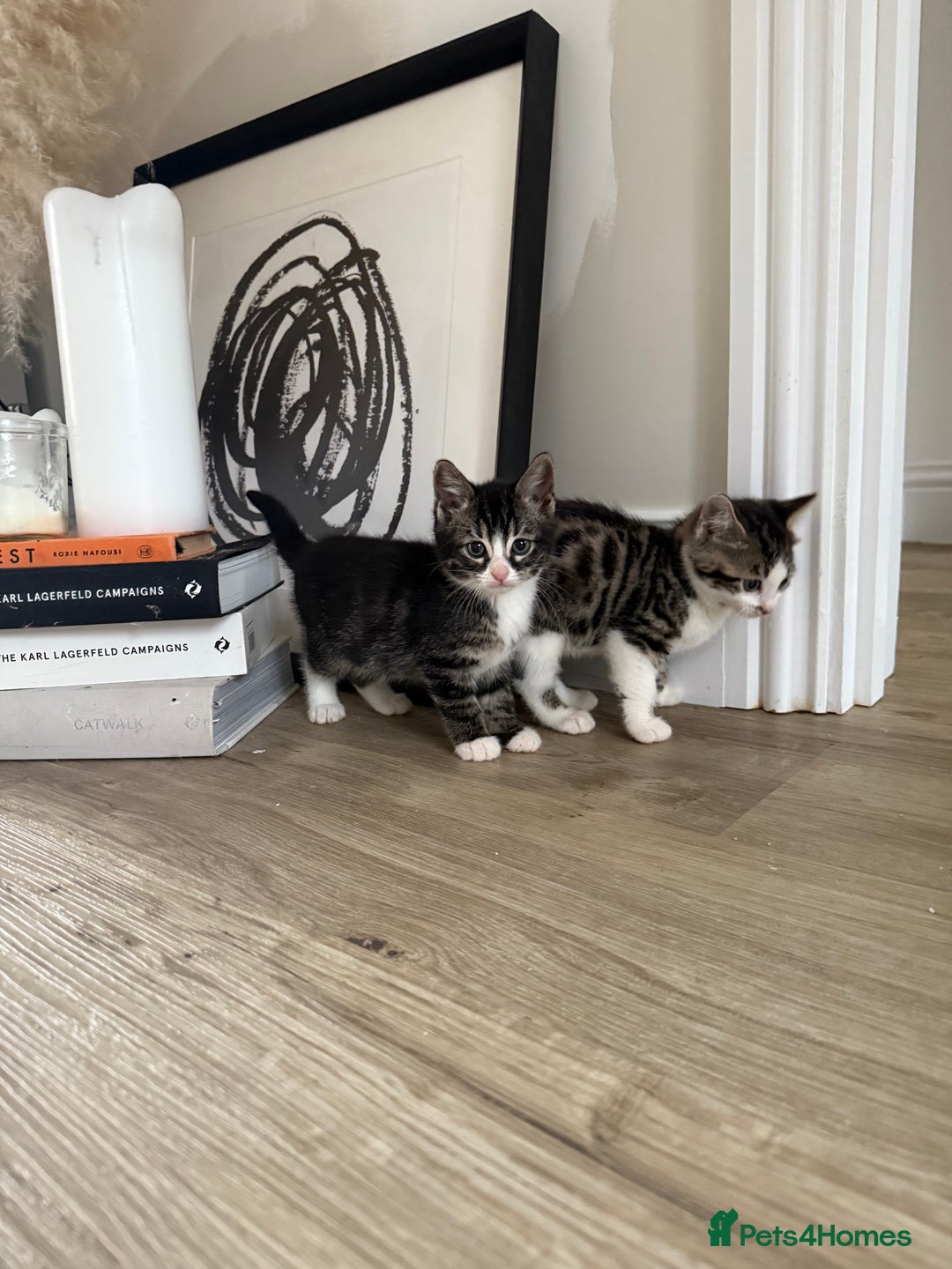 Bengal cats for sale: Bengal x Kittens - Image 4