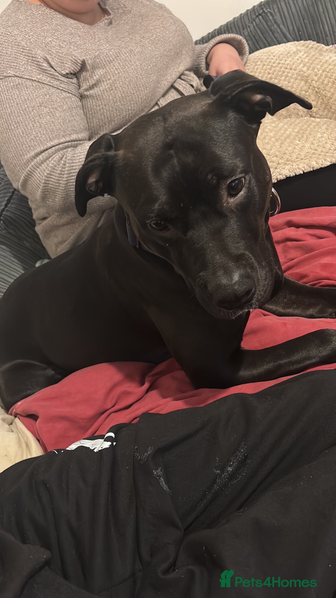 Mixed Breed dogs for sale: 3 year old Staffordshire terrier cross boxer  - Advert 3