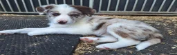 Border Collie dogs for sale: Beautiful fluffy Collie Pups for Sale - Advert 21