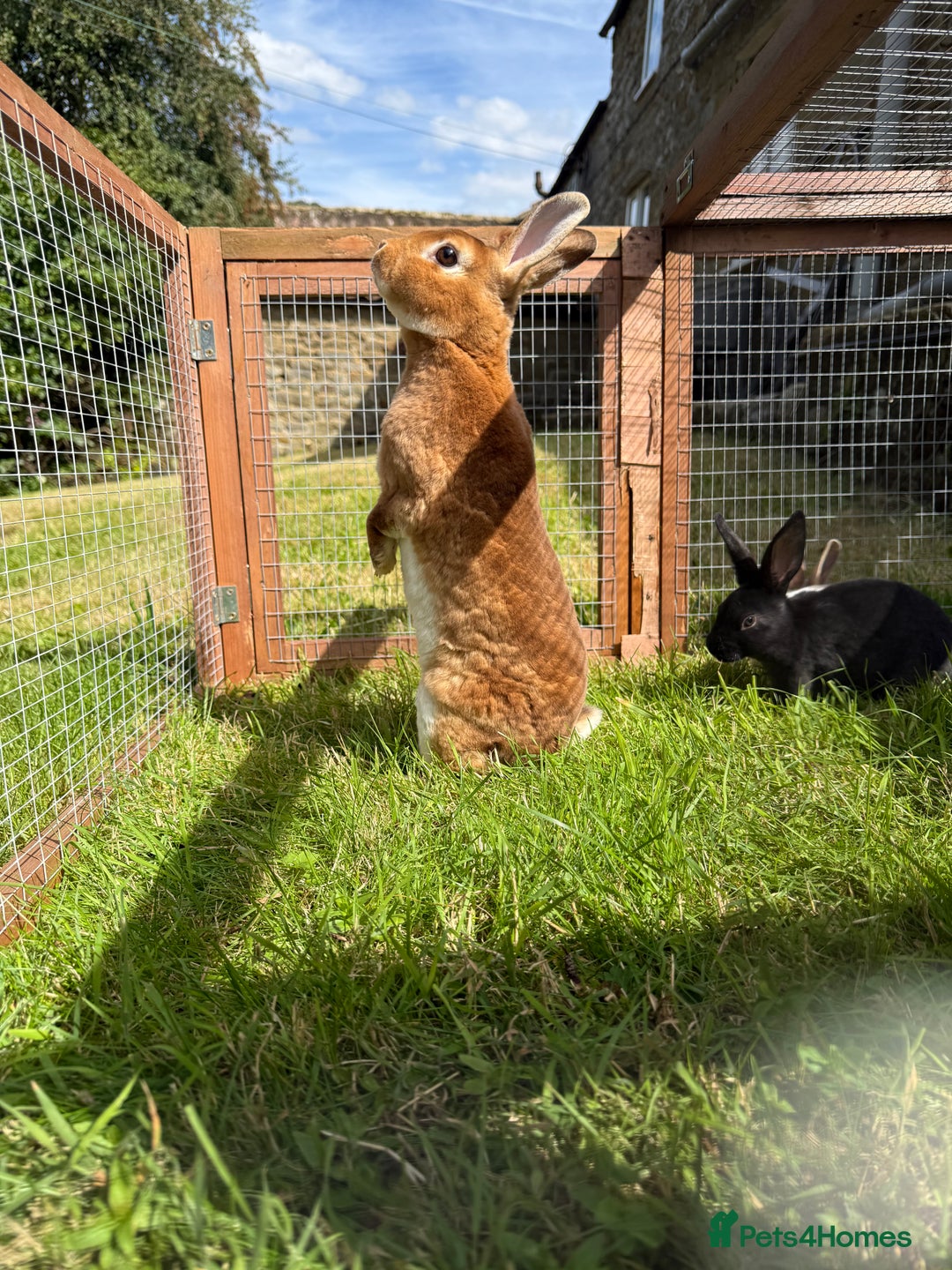 Rex rabbits for sale: Triple Vaccinated Friendly Doe Available Now - Image 2