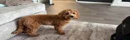 Cavapoo dogs for sale: Cavapoo in Birmingham - Advert 2