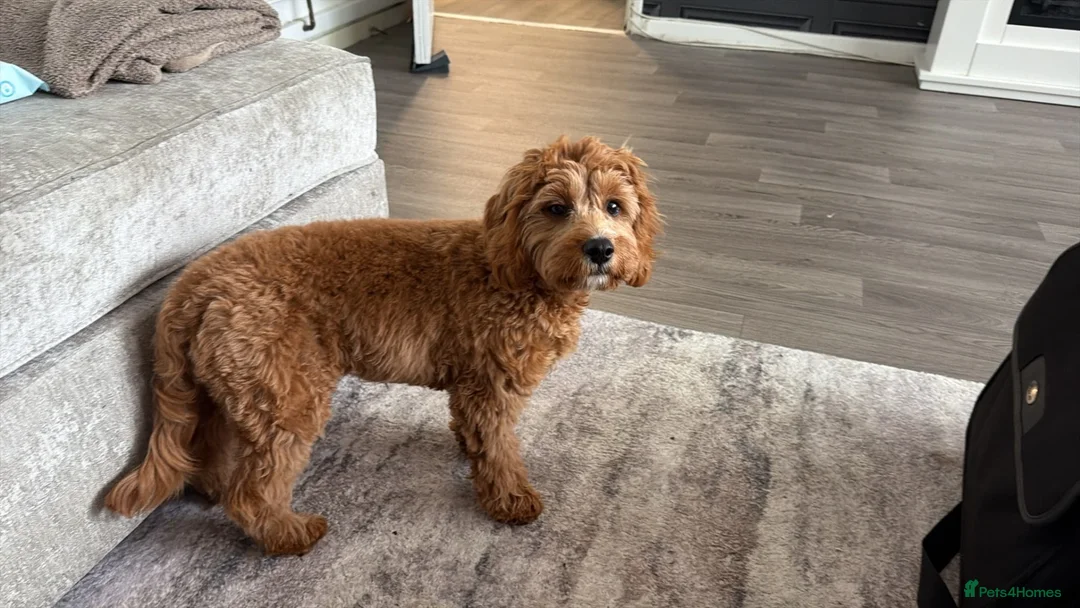 Cavapoo dogs for sale: Cavapoo in Birmingham - Advert 2