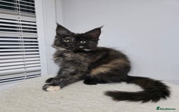 Maine Coon cats for sale: 2 TICA-Registered Maine Coon Kittens Available - Image 15