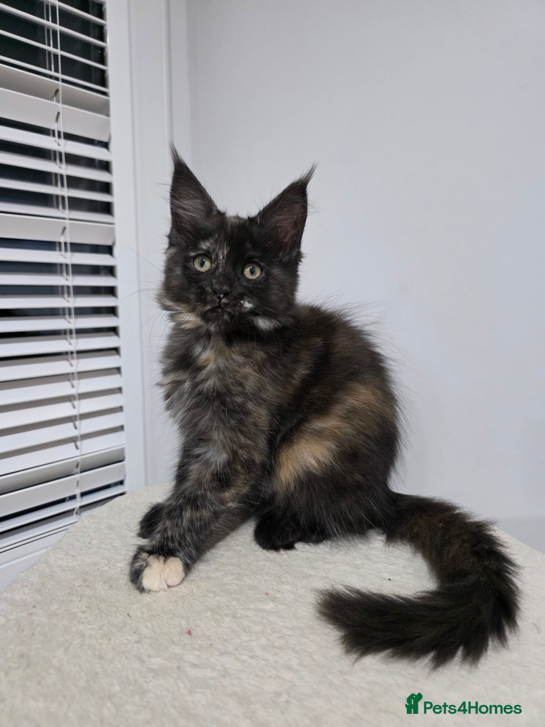 Maine Coon cats for sale: 2 TICA-Registered Maine Coon Kittens Available - Image 15