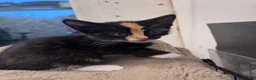 Mixed Breed cats for sale: Gorgeous Calico/Tortie/Tux Kittens - Advert 9