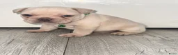 French Bulldog dogs for sale: Stunning French bulldog puppies  - Advert 10