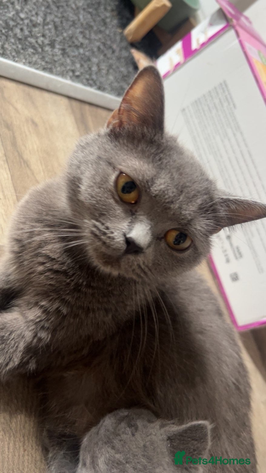 British Shorthair cats British shorthair kittens  - Advert 1