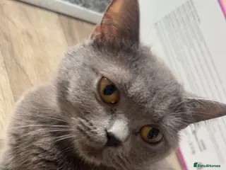 British Shorthair cats British shorthair kittens - Advert 4