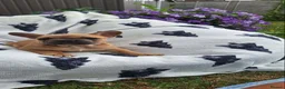 French Bulldog dogs for sale: French Bulldog PuppiesReady for Their Forever home - Advert 11
