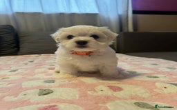 Maltese dogs for sale: Maltese puppies - Image 13