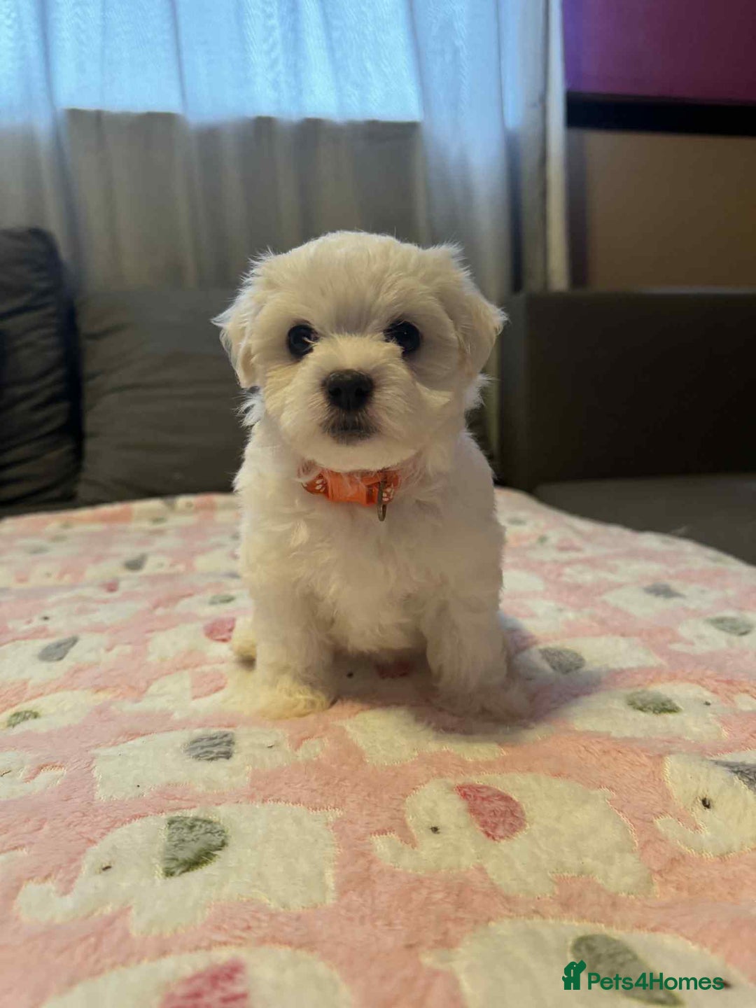 Maltese dogs for sale: Maltese puppies - Image 13
