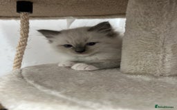 Ragdoll cats for sale: Meet Special Joy - Image 6