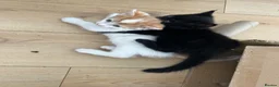 Mixed Breed cats for sale: 4 boys 1 girl ready to go now in Tonbridge - Advert 7