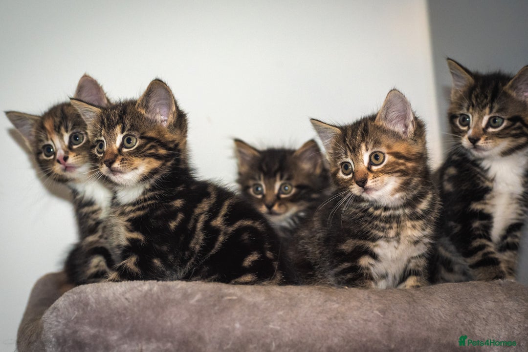 Mixed Breed cats for sale: Gorgeous Mixed Breed Kittens for Sale - Image 7
