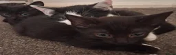 Mixed Breed cats for sale: Beautiful loving kittens for sale  - Advert 4