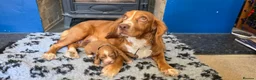 Cocker Spaniel dogs for sale: Cocker spaniel puppies kc registered  in Pulborough - Advert 4