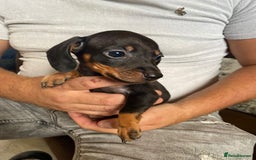 Miniature Dachshund dogs for sale: miniature dachshund  - Image 2