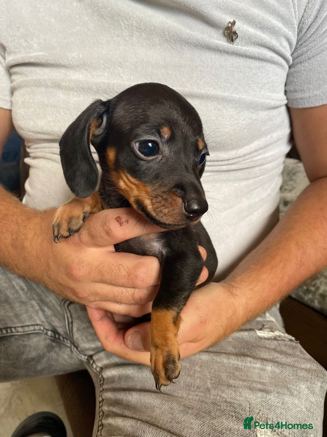 Miniature Dachshund dogs for sale: miniature dachshund  - Image 2