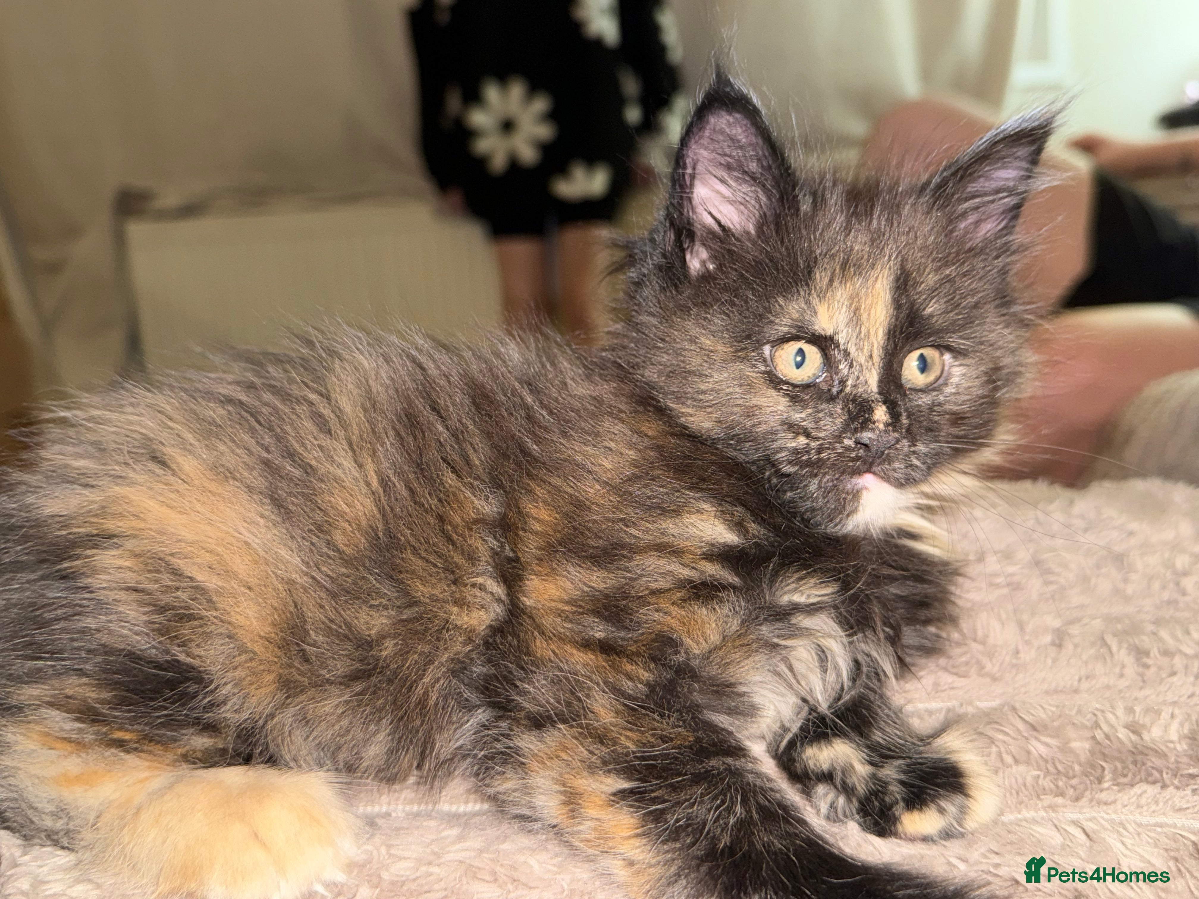 Maine Coon cats Beautiful Maine Coon Kittens - Advert 6