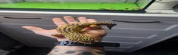 Gecko reptiles for sale: Leopard Gecko + Full Setup in London - Advert 1