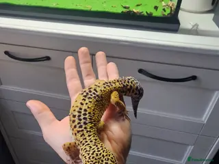 Gecko reptiles Leopard Gecko + Full Setup - Advert 6