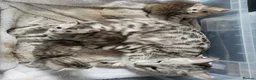 Bengal cats for sale: X2 female begal kittens - Advert 5