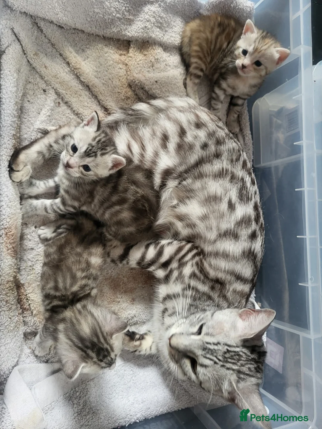 Bengal cats for sale: X2 female begal kittens - Advert 5