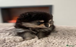Pomeranian dogs for sale: KC Black&Tan Pom puppies stunning 🤩 🧡🖤 - Image 6