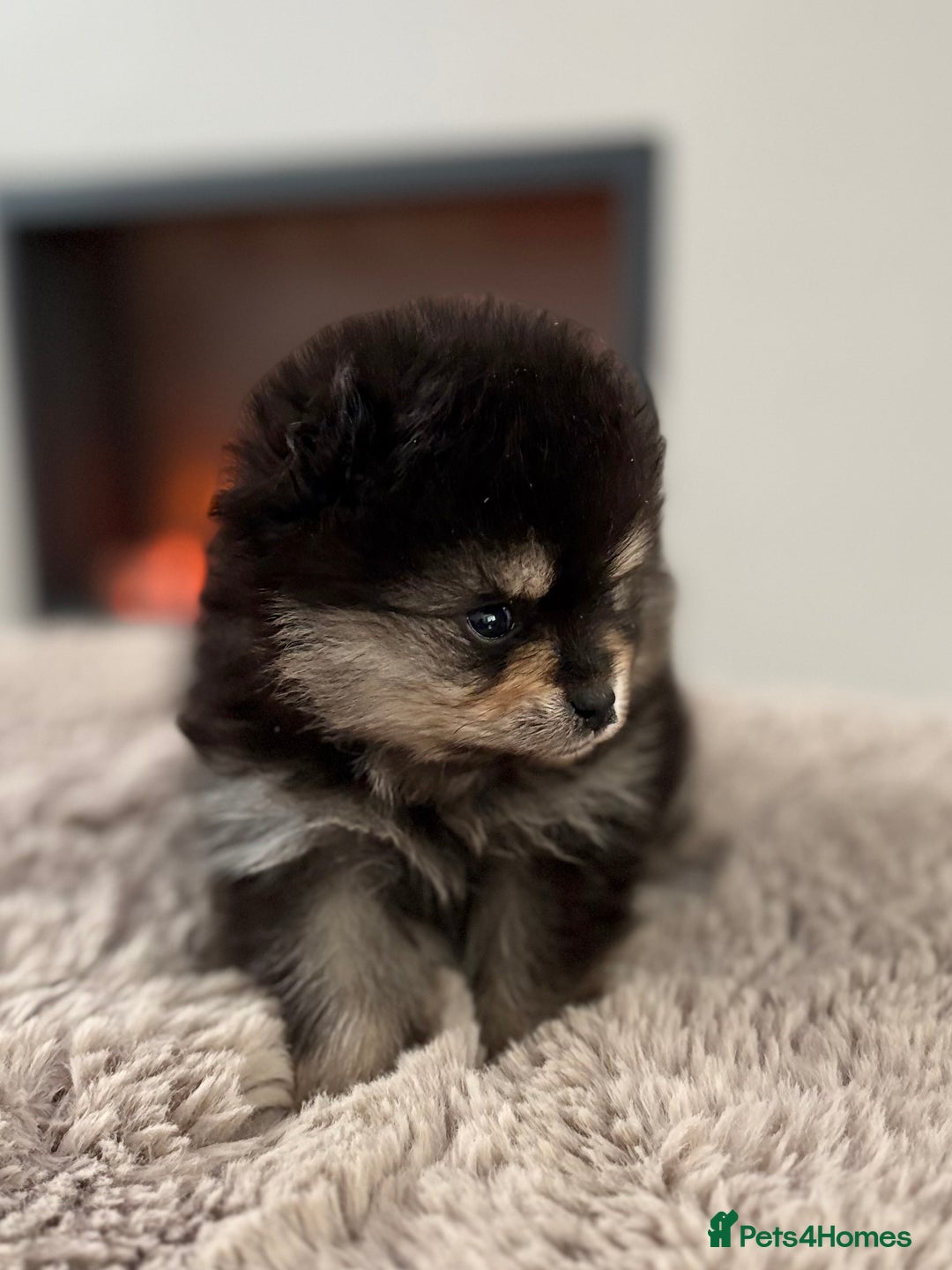 Pomeranian dogs for sale: KC Black&Tan Pom puppies stunning 🤩 🧡🖤 - Image 6
