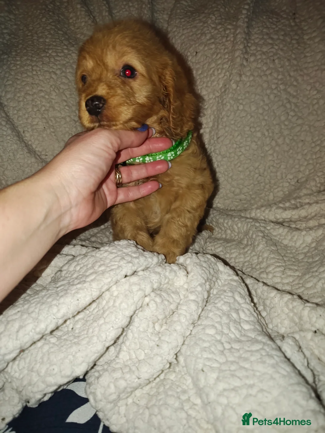 Cockapoo dogs for sale: Cockapoo - Advert 13