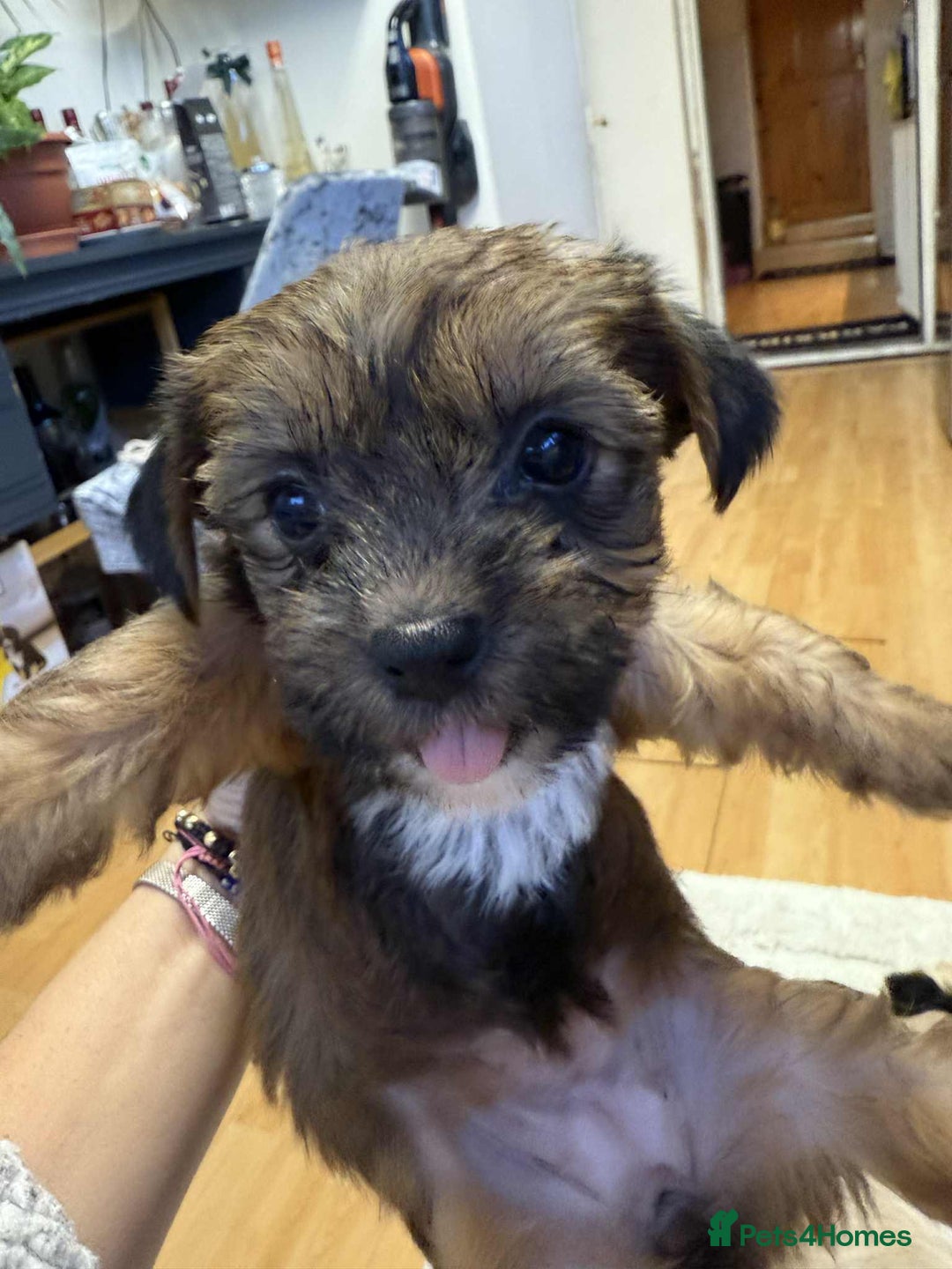 Yorkshire Terrier dogs for sale: Yorkshire Terrier  - Advert 3