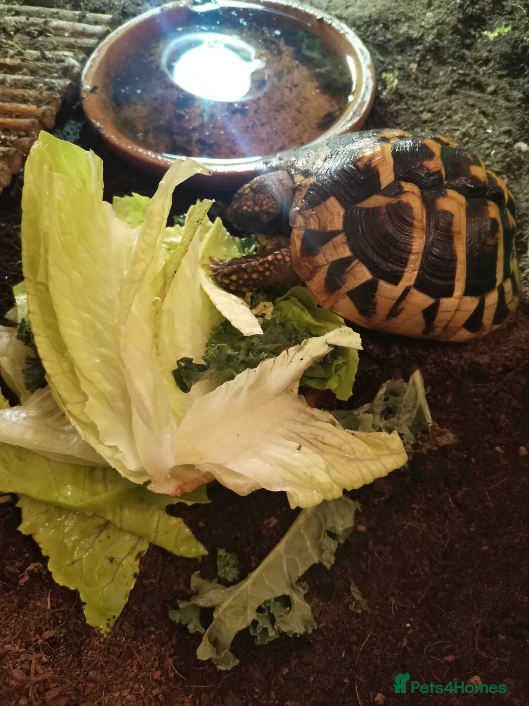 Hermann Tortoise reptiles for sale: Hermman Tortoise for sale - Image 2