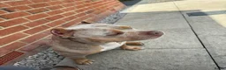 American Bully dogs for sale: Female pocket bully  - Advert 5